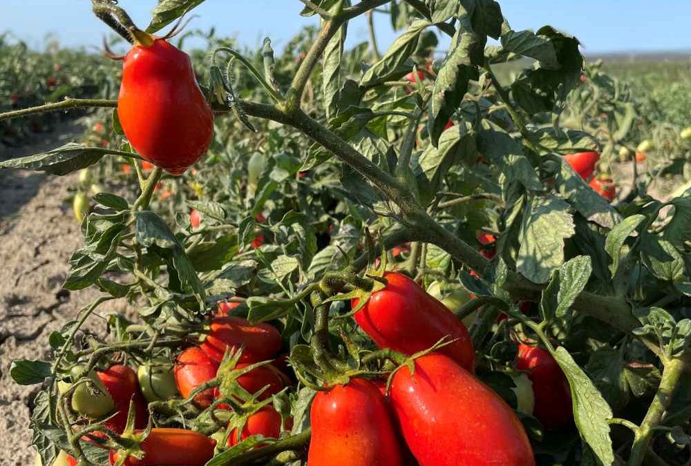 Le Conserve della Nonna presenta il primo “Pomodoro Lungo d’Emilia”