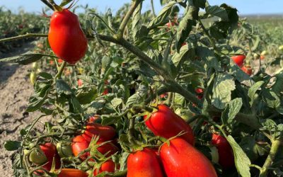 Le Conserve della Nonna presenta il primo “Pomodoro Lungo d’Emilia”