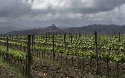 IL COMITATO NAZIONALE VINI DEL MASAF APPROVA LE MODIFICHE AL DISCIPLINARE DI PRODUZIONE PER IL VINO SPUMANTE E PER IL NOME TOSCANA