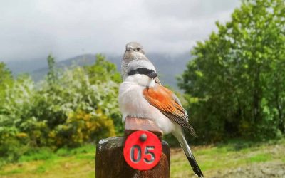 Dal Sud Africa all’Appennino, 12 mila chilometri per ritrovarsi: in Oasi Dynamo torna la stessa coppia di Averle piccole